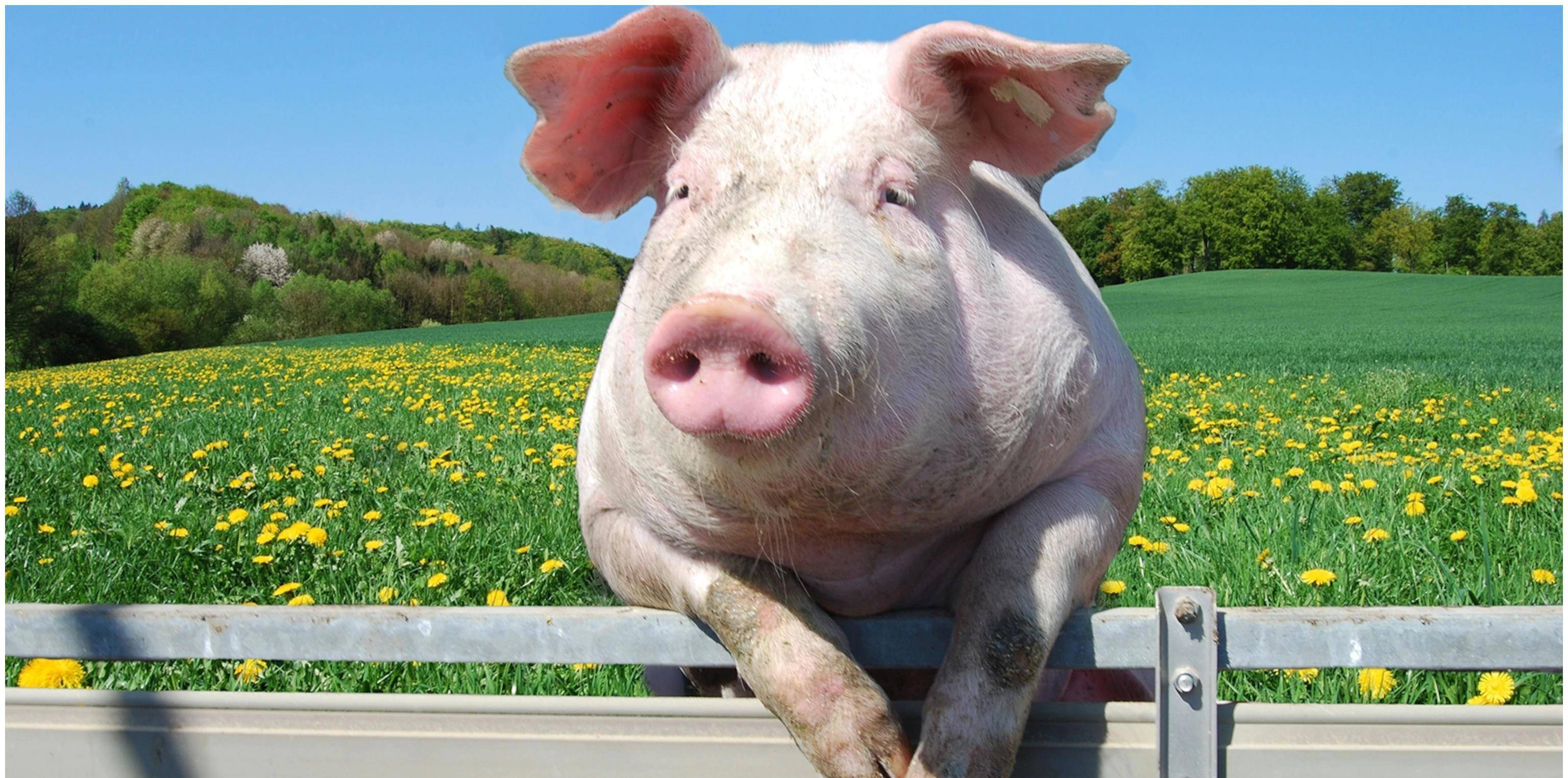 原创猪真不怕蛇毒吗为什么会成为蛇的克星吃下毒液真不会被毒死