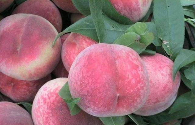 桃子怎么洗才干净没有毛 2efb46ea10e141198cc1c42b1a2879b0.jpeg