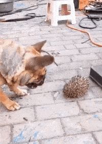 6c13fa5a6f18425895174d364fc070fc.gif
