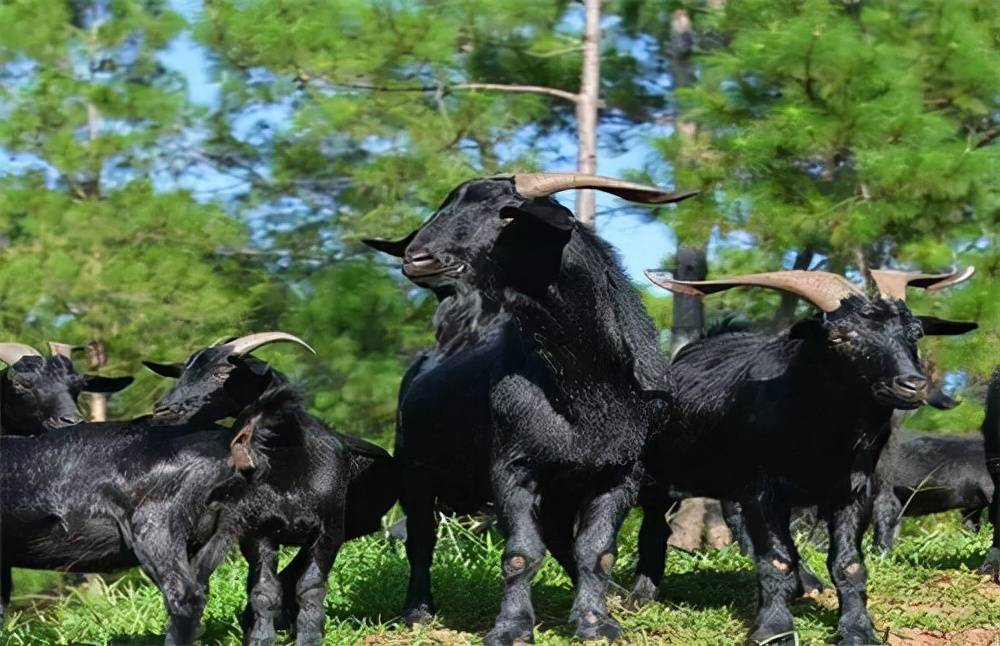 原创黑山羊简介