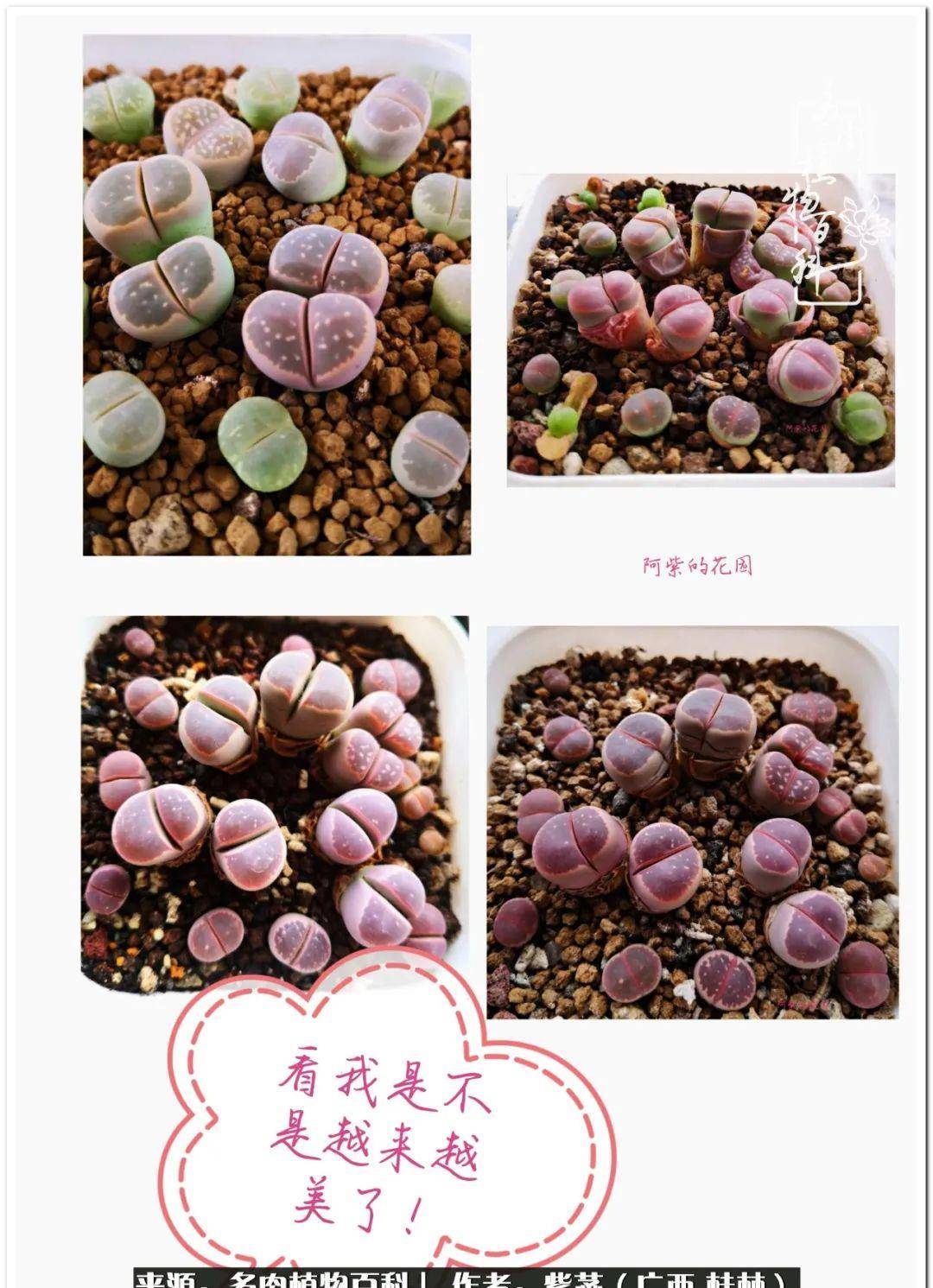 生石花是怎么生长的 a2436761e6a24140afb712639940303b.jpeg