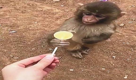 网友给小猴子一颗糖，被同伴抢走还不好意思要回来，好文静啊！