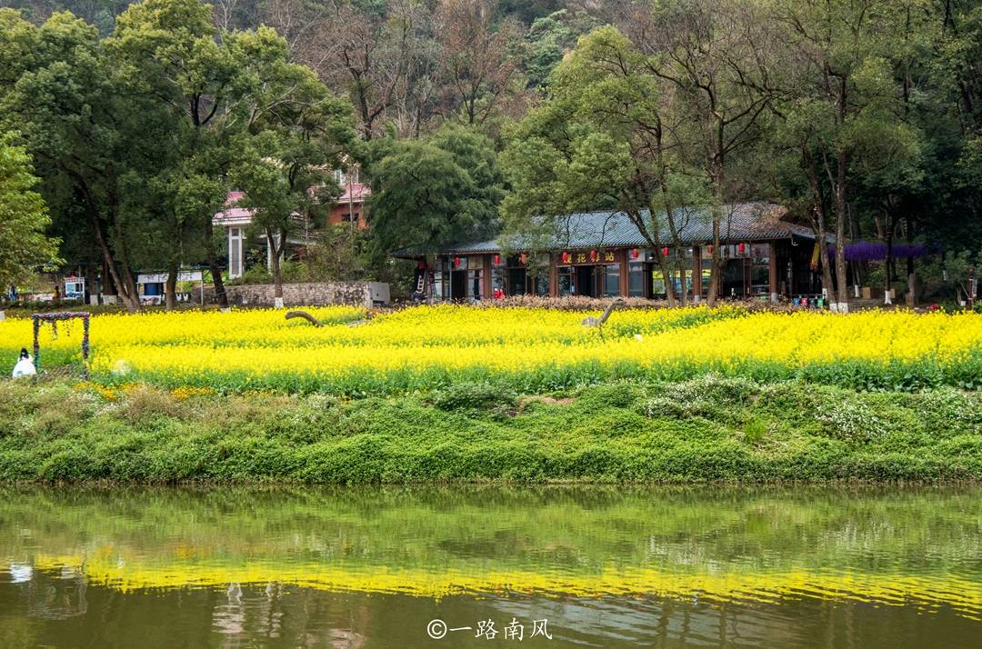 时间段|清远有个唯美的“广东小桂林”，油菜花已经抢闸怒放，真像仙境