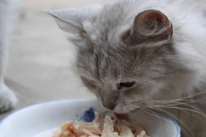 猫咪|猫咪的正确“饮食习惯”，铲屎官们要看好，解决挑食问题