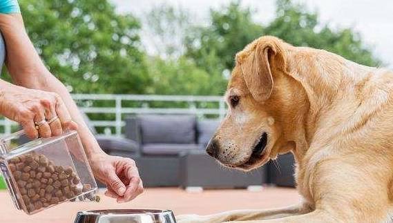 做法|饲养狗狗,这些做法对狗狗的伤害很大,很多饲主却还不知道!