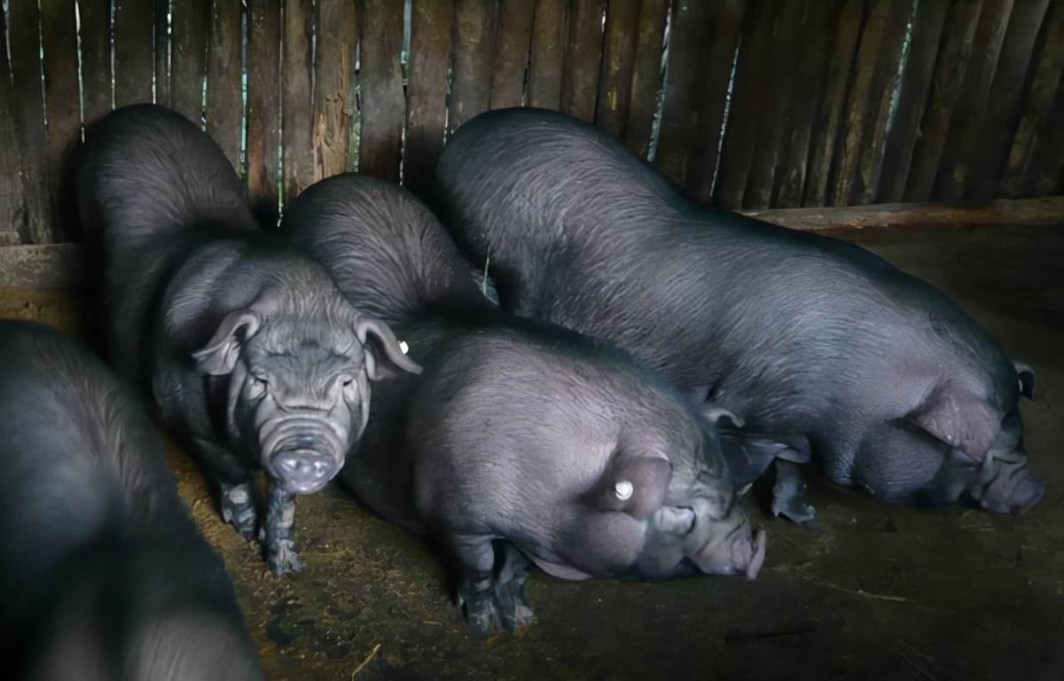 我国知名度最高的4种香猪_巴马_从江_食用