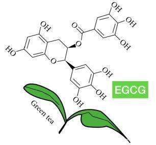 茶叶中含有大量的茶多酚,而茶多酚中最重要的就是egcg(表没食子儿茶素