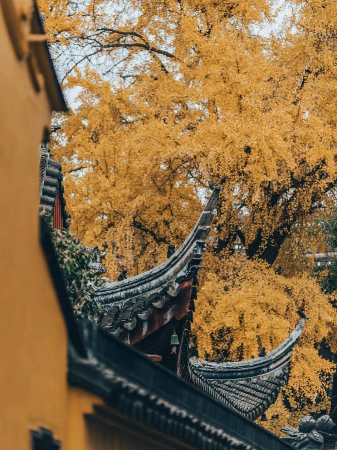 一座银杏绝美的定慧寺两座塔双塔一家艺术馆