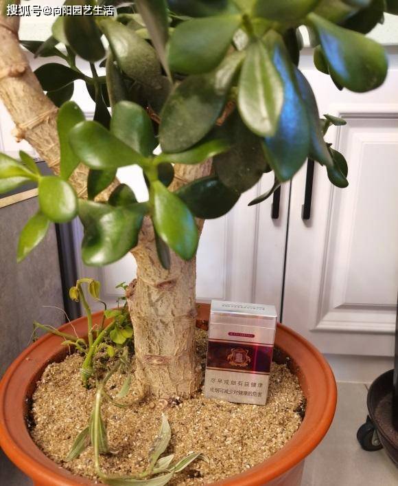 怎么养玉树才能长得快 72c34c8f9b3f4bfeb02dac68e1aa14e2.jpeg