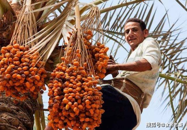 这种水果在迪拜，只有土豪才能吃得起，中国吃货却对它不感兴趣