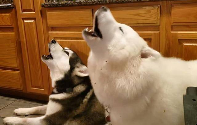 狗狗怎么养才是最安全的 3fd2e53d091b46fe848c5cc43dfbd0b0.jpeg