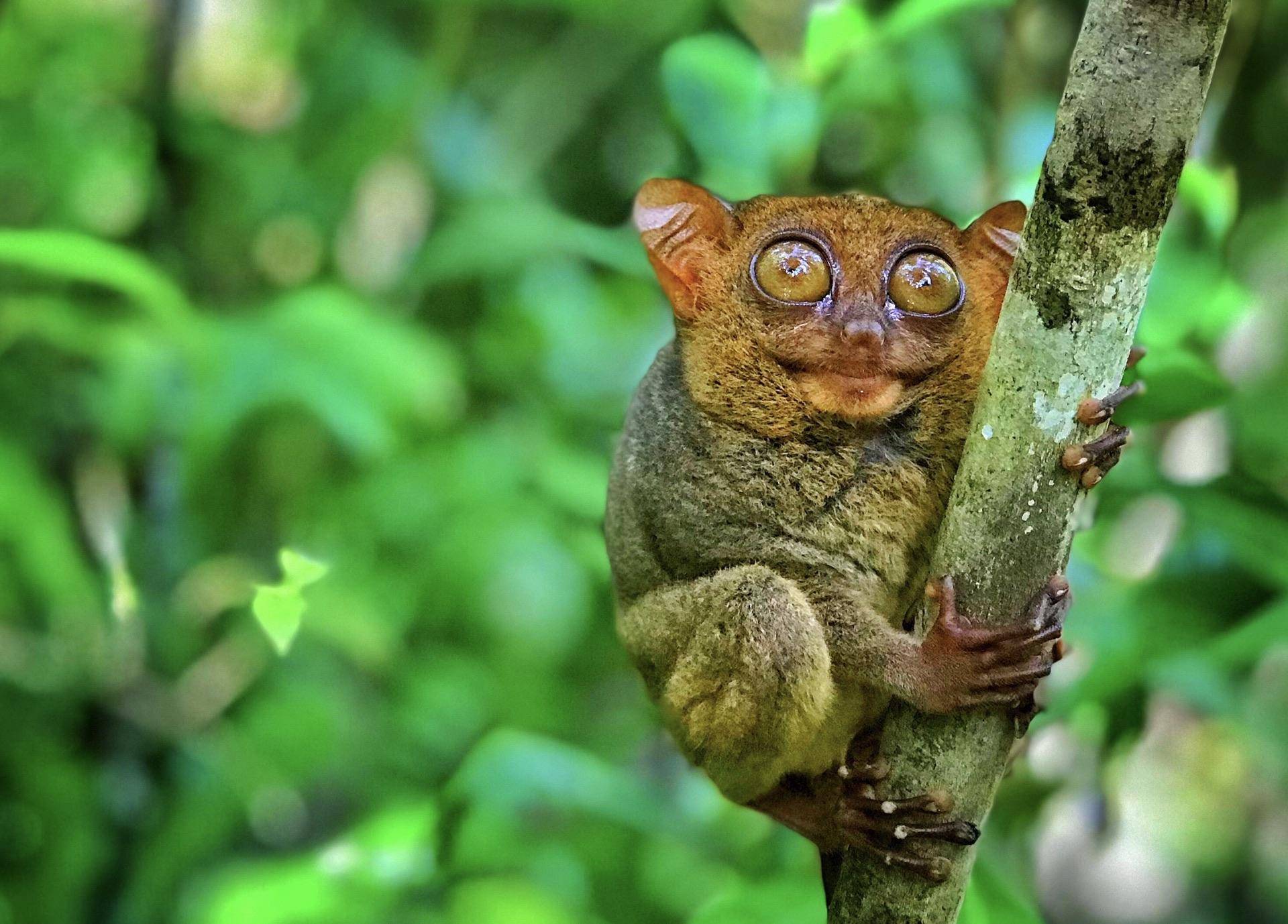 原创眼镜猴的社会生活短小却精悍重150克却敢围攻10米长的蟒蛇