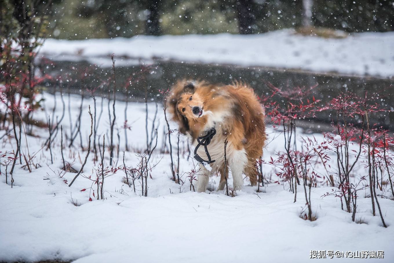 雪景|皖南宁国遇大雪：很有雪国风光的意境，美得让人大呼小叫！