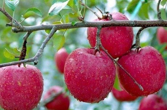 枇杷果怎么吃治咳嗽最有效 88941cedf6b348c98465f847181057d9.jpeg