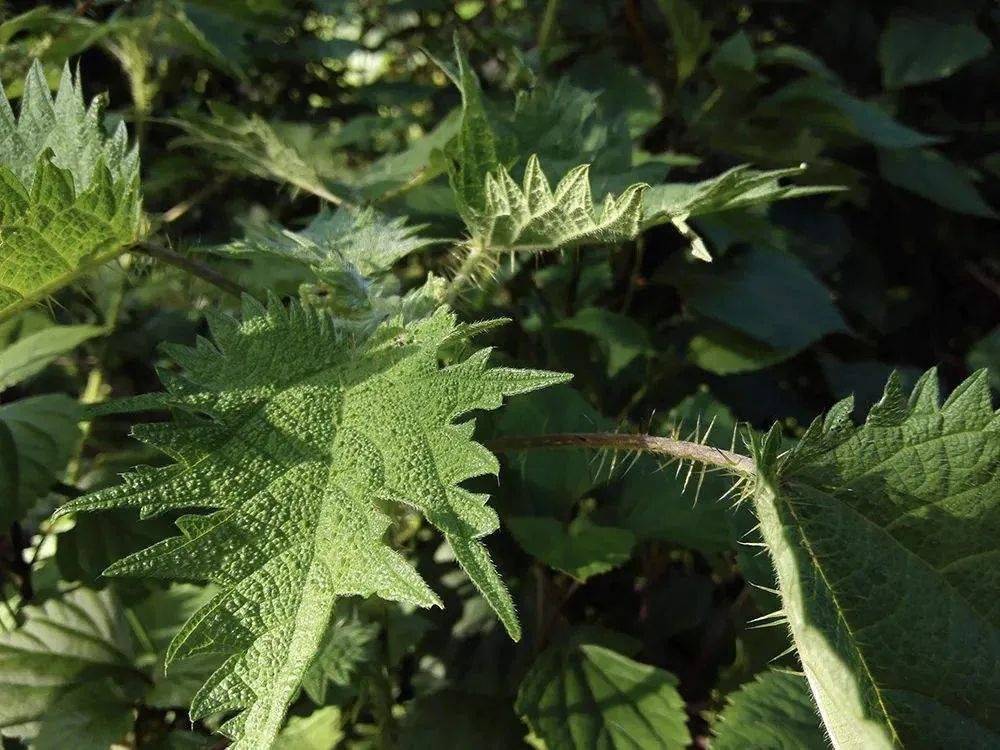 这野菜俗称“活麻”,碰一下手疼一天,但冬天下火锅好吃,有甜味_叶子_植物_嫩叶