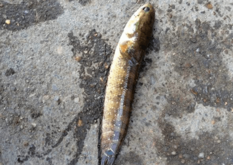 钾,钠等等微量元素,其中钙和磷的含量很高,比鲤鱼,青鱼的钙磷含量还高