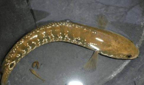 这鱼长得很像泥鳅,是"鱼中珍品",市场上80元1斤经济价值很大