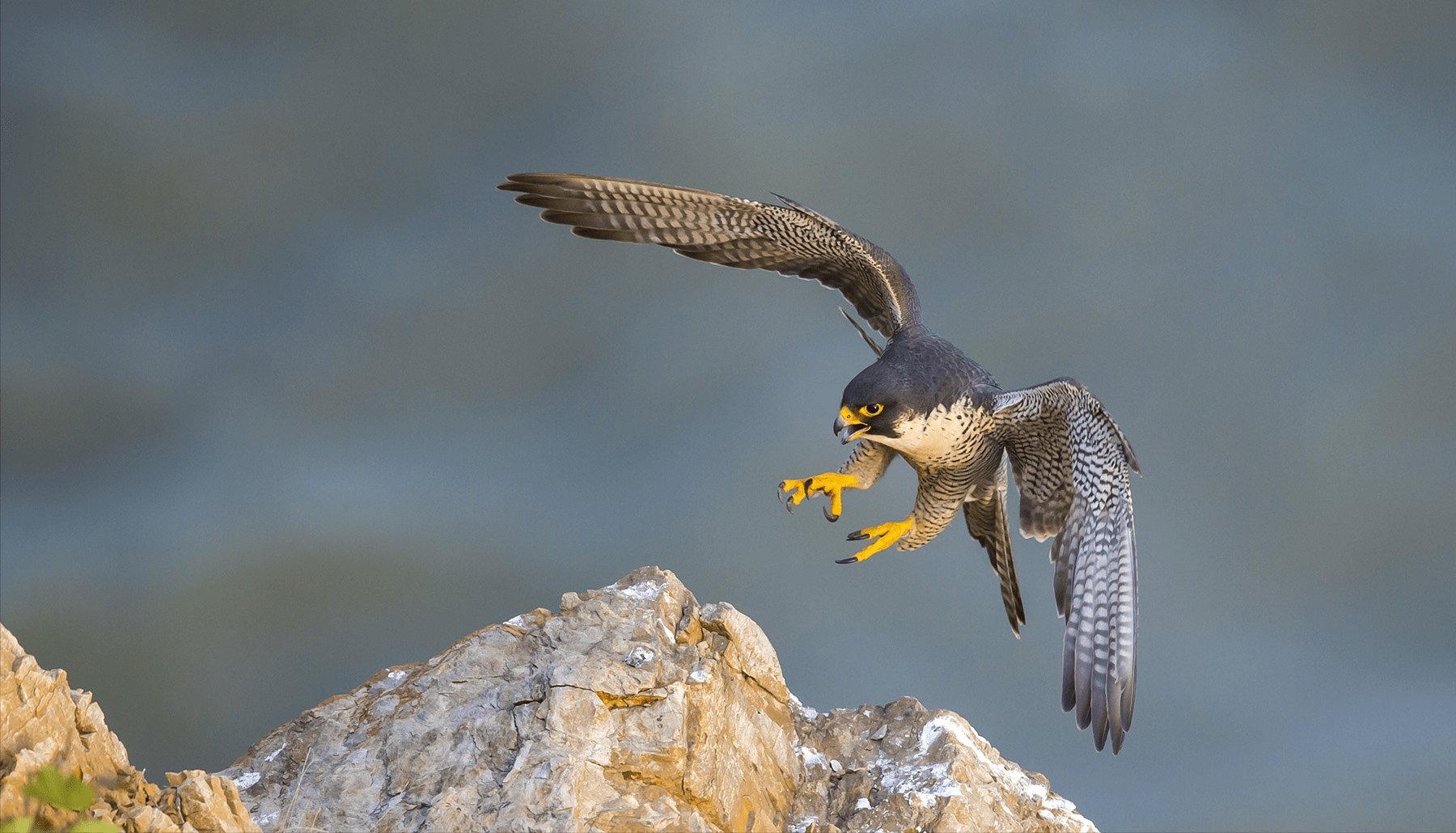 游隼_飞行_过程