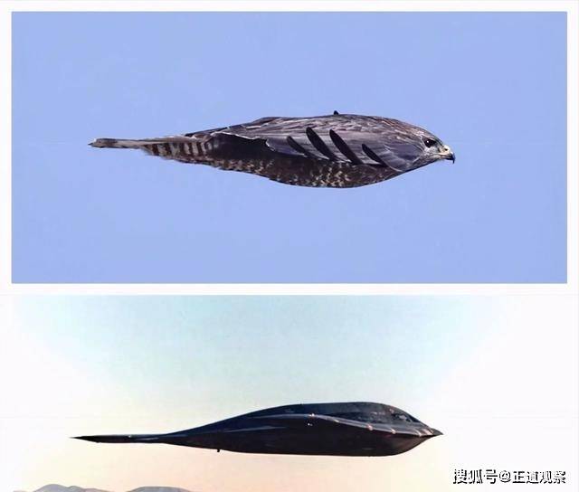速度快的动物介绍 79ed025bd5e84a73aa77b84affb41e7b.jpeg