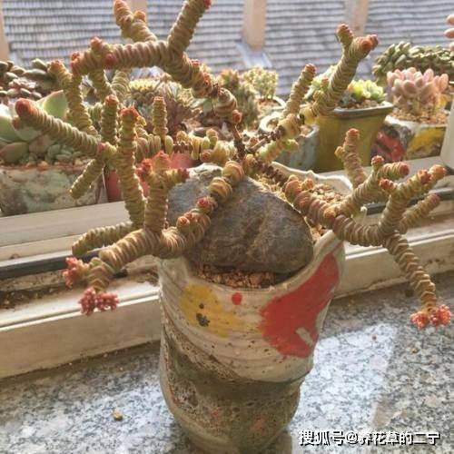 在家怎么养鱼简单又好养 7da553dd55db4732a6d3d0df810ea6f8.jpeg