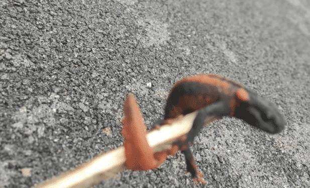 壁虎看得见吗 a3df65477d0e4a609f5efc7919175234.jpeg