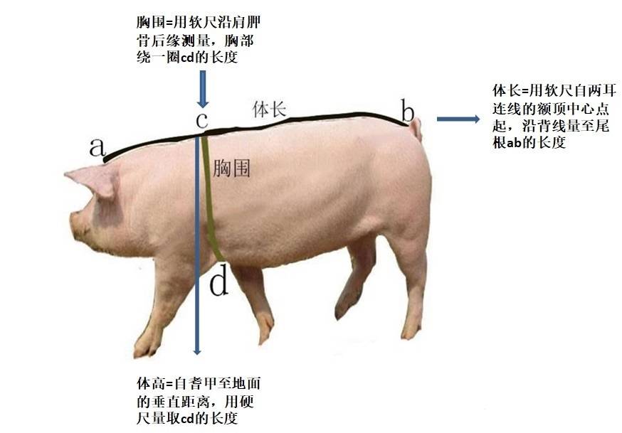 测量估算猪体重图解图片