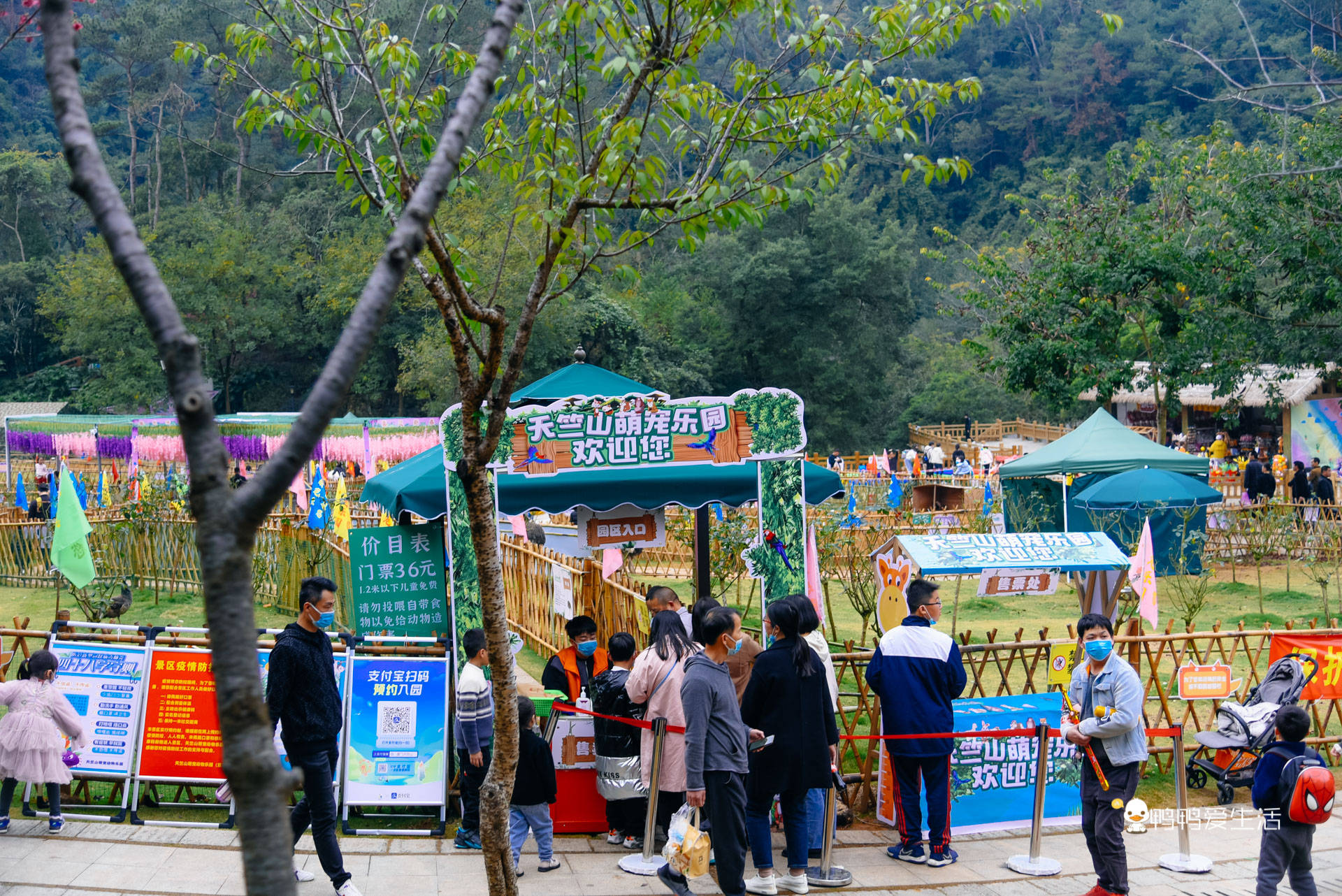 游客|厦门后花园里的赏花好去处，山樱花绽放浪漫非凡，免费开放地铁直达！