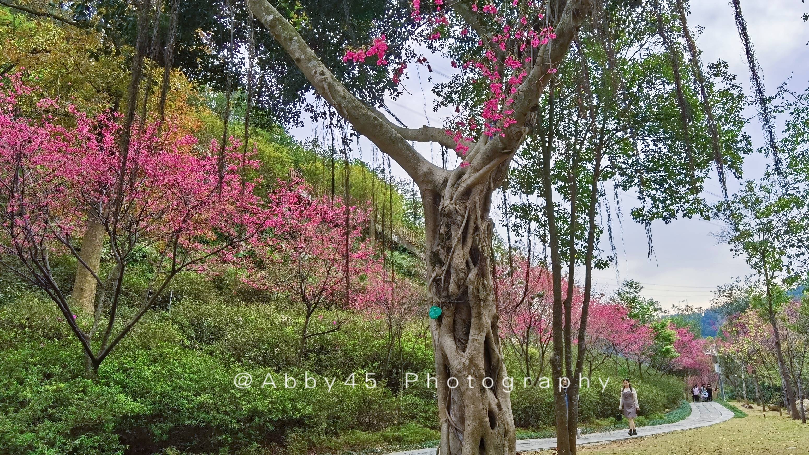 景区|我能想到最浪漫的事，就是春日踏青溯溪，漫步樱花树下