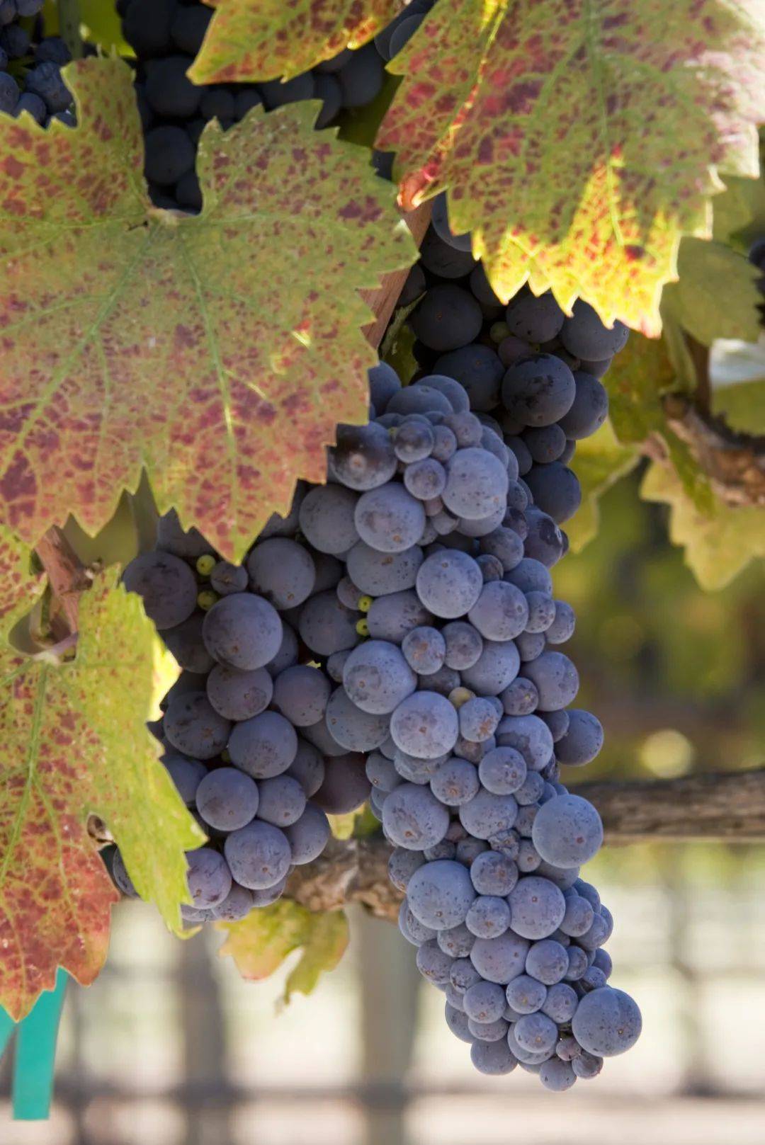 地区|洛杉矶,加州葡萄酒的新星