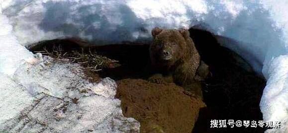 熊是怎样冬眠的 正在冬眠的熊会被食肉动物拖出去当成食物吗 动植物 体温 熊在