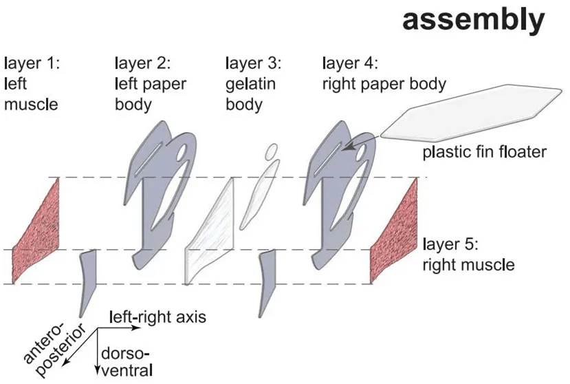 真鱼|用人类心脏细胞造机器鱼,游泳速度比真鱼还快,哈佛新研究登上Science