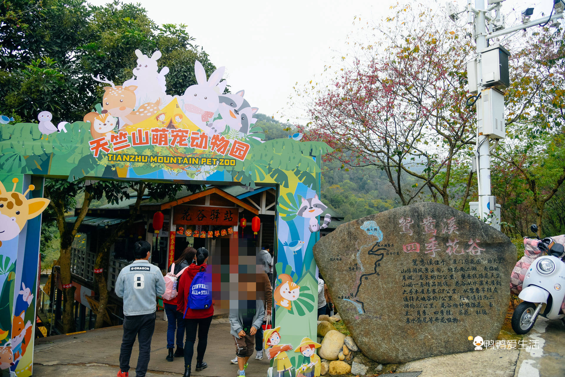 游客|厦门后花园里的赏花好去处，山樱花绽放浪漫非凡，免费开放地铁直达！