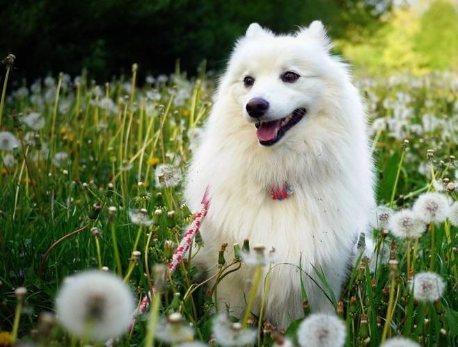 奖励|让狗住笼子残忍?至少这5个好处你不知道,居家训练1