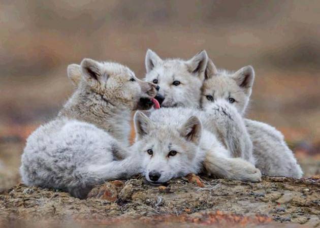 aaccc7cb68484f4596459ca9bb507301.jpeg