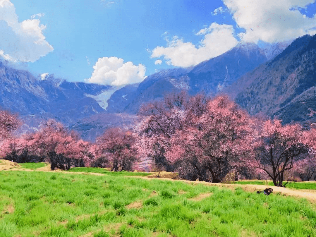 滋味|林芝桃花，一生一定要去看一次