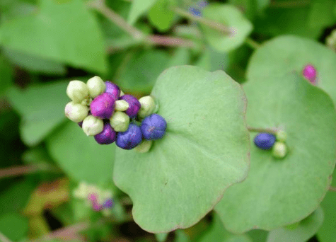 植物|农村一种植物爱扎手但80后抢着吃，是珍贵的草药，请记住它的样子