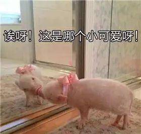 猪吃食的表情包 c3e749f6565e4c6d962ab77cd89b39a0.jpeg