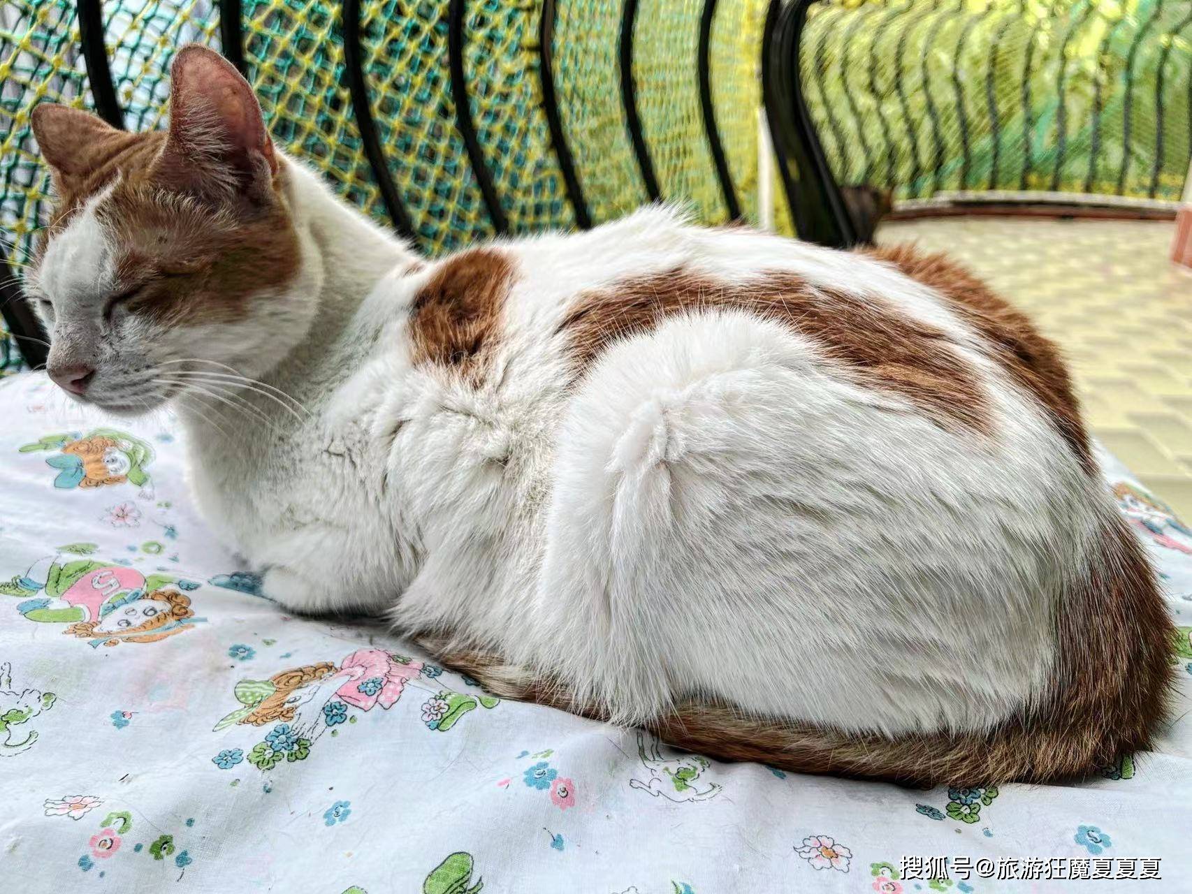 澳门路环的猫舍 一栋楼里住着上百只猫 背后的故事却让人心酸 主人 猫咪 社会安定