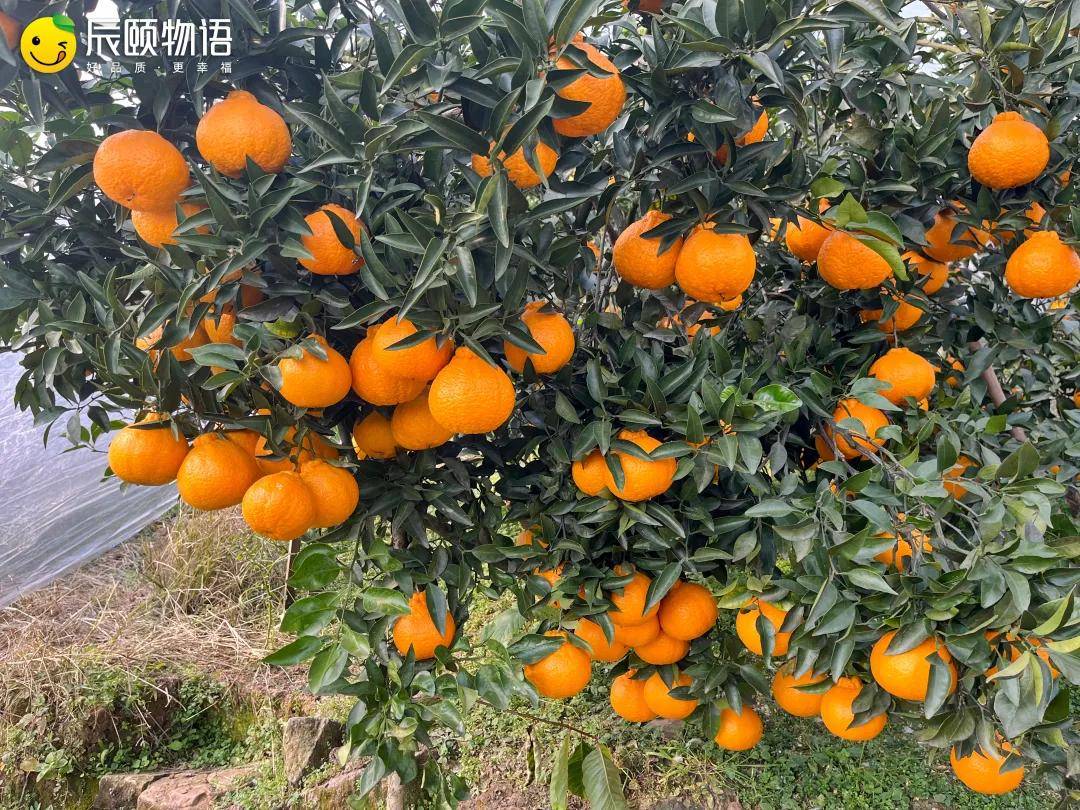 辰颐物语四川不知火丑橘年后刮油解腻小能手风味十足