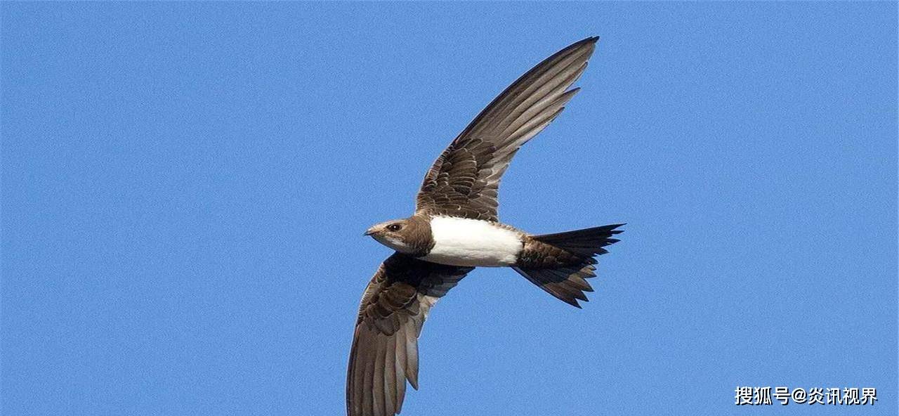 "无脚鸟"存在吗?一辈子在天上飞,睡觉也不落地是真的吗?