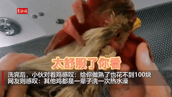 小伙花200元给鸡洗澡,鸡一度舒服得闭上了眼睛_伊丽莎白_鲍先生_农村