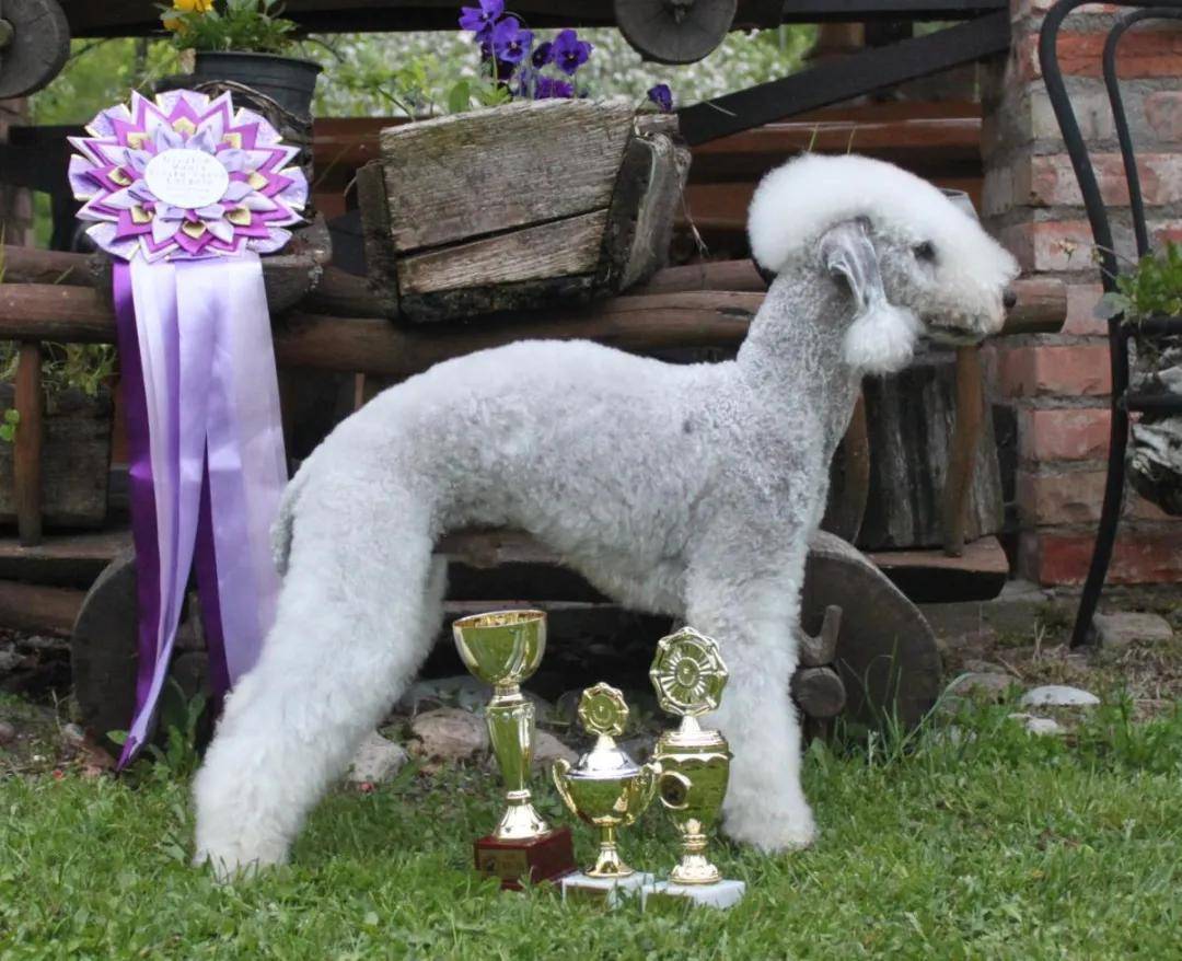 百科贝灵顿梗狮子心的小绵羊