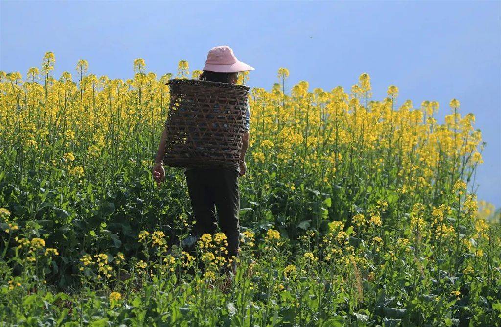 花朵|初春腾冲：油菜花开金灿灿，紫云沫雪白皑皑