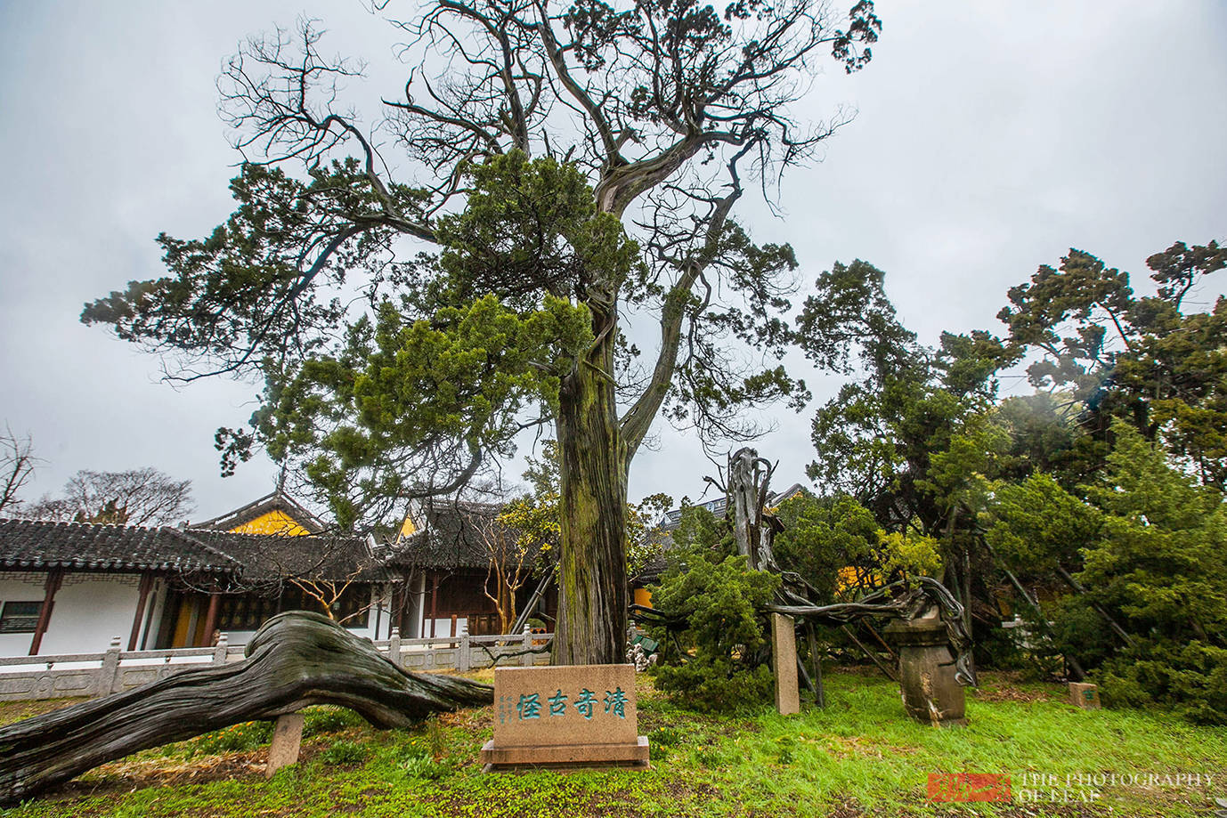 奇景|苏州这棵树被雷劈成两半，1900多年还活着，乾隆赐名“清奇古怪”