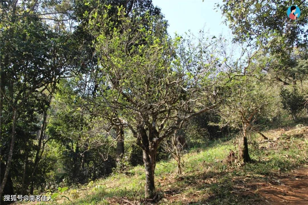 如何品懂西雙版納,首選這8大優質茶山_茶園_茶樹_布朗山