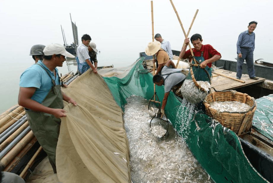 原创南极磷虾10亿吨海上金矿各国争先捕捞中国为何成黑马