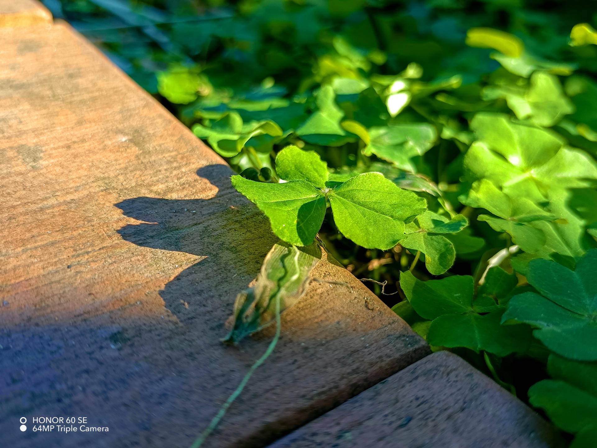 2000元的机，5000元的屏？荣耀60 SE轻体验