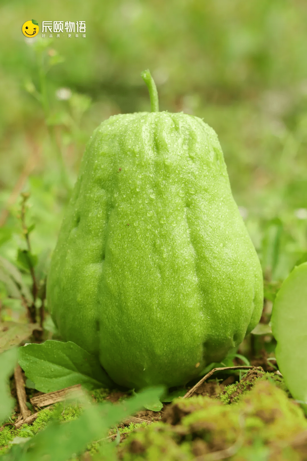 辰颐物语云南佛手瓜听说这个瓜不仅好吃还自带福气