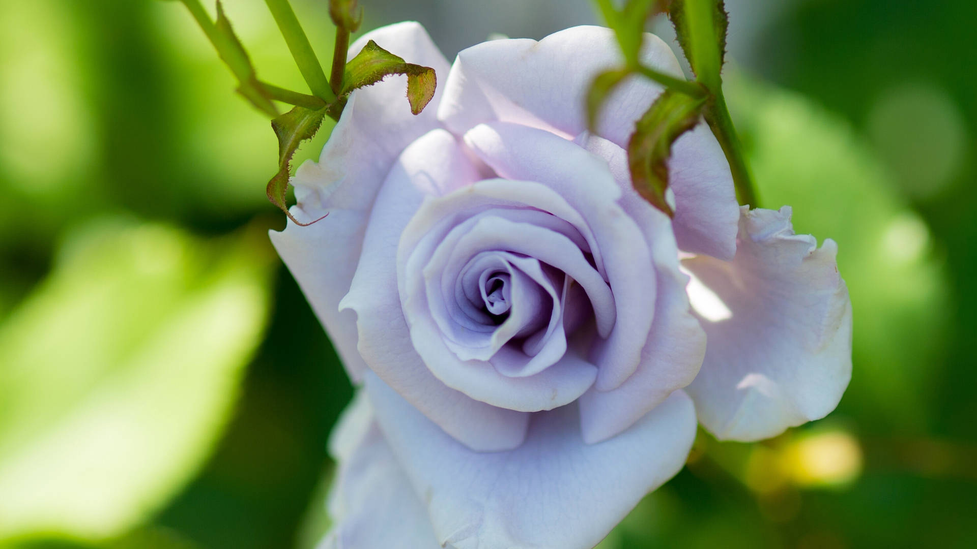 2月18日星座运势 锲而不舍 稳扎稳打的四大星座 工作 感情 方面