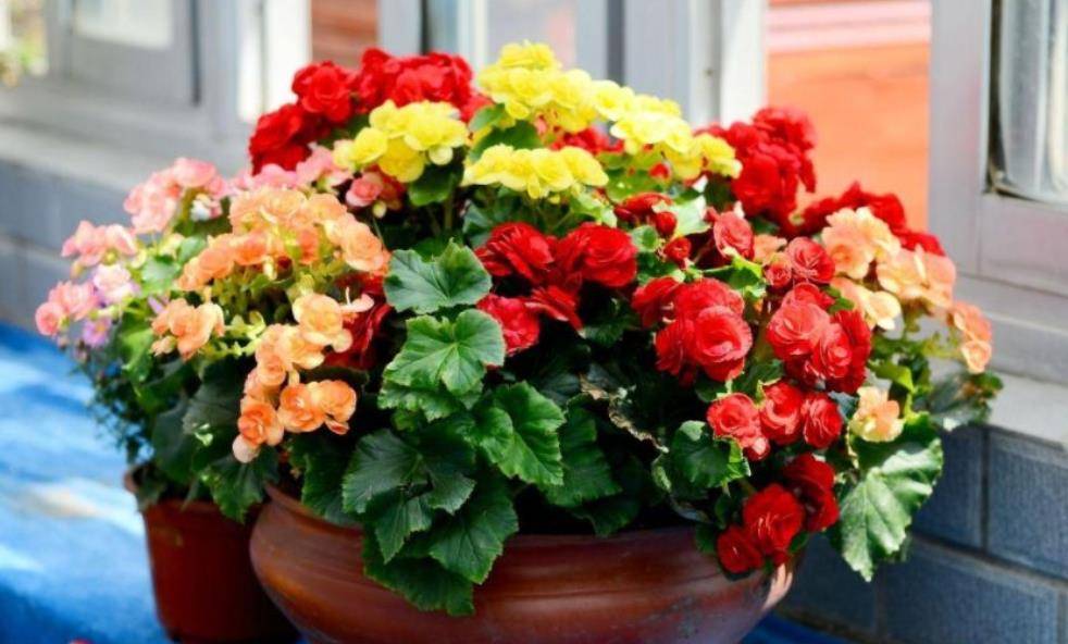 盆栽花卉养护 6894e8106a95415b9369e174813f7c19.jpeg